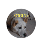 うちのこ(犬) はな。（個別スタンプ：1）