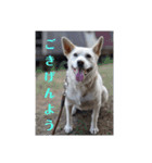うちのこ(犬) はな。（個別スタンプ：2）