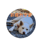 うちのこ(犬) はな。（個別スタンプ：3）