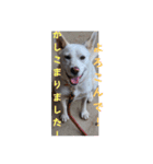 うちのこ(犬) はな。（個別スタンプ：4）