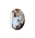 うちのこ(犬) はな。（個別スタンプ：5）