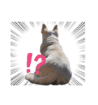 うちのこ(犬) はな。（個別スタンプ：6）