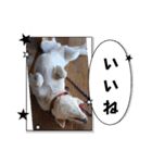 うちのこ(犬) はな。（個別スタンプ：7）