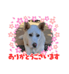 うちのこ(犬) はな。（個別スタンプ：8）