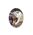 うちのこ(犬) はな。（個別スタンプ：9）