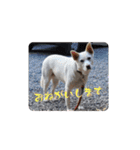 うちのこ(犬) はな。（個別スタンプ：10）