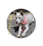 うちのこ(犬) はな。（個別スタンプ：11）