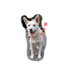 うちのこ(犬) はな。（個別スタンプ：12）