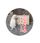 うちのこ(犬) はな。（個別スタンプ：15）