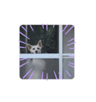 うちのこ(犬) はな。（個別スタンプ：16）