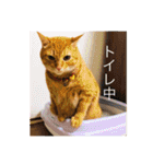 ちゃー吉(追加版)（個別スタンプ：1）