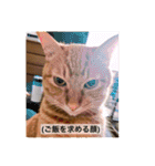 ちゃー吉(追加版)（個別スタンプ：4）