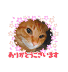 ちゃー吉(追加版)（個別スタンプ：10）