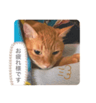 ちゃー吉(追加版)（個別スタンプ：11）