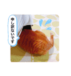 ちゃー吉(追加版)（個別スタンプ：15）