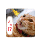 ちゃー吉(追加版)（個別スタンプ：16）