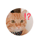 ちゃー吉(追加版)（個別スタンプ：17）