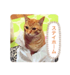 ちゃー吉(追加版)（個別スタンプ：19）