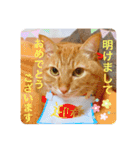 ちゃー吉(追加版)（個別スタンプ：25）