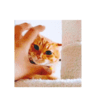 ちゃー吉(追加版)（個別スタンプ：27）