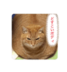 ちゃー吉(追加版)（個別スタンプ：32）