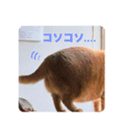ちゃー吉(追加版)（個別スタンプ：36）