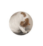 猫ちゃんスタンプ⭐️（個別スタンプ：2）