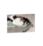 猫ちゃんスタンプ⭐️（個別スタンプ：3）