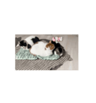 猫ちゃんスタンプ⭐️（個別スタンプ：4）