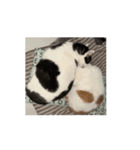 猫ちゃんスタンプ⭐️（個別スタンプ：5）