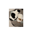 猫ちゃんスタンプ⭐️（個別スタンプ：6）