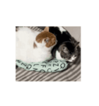 猫ちゃんスタンプ⭐️（個別スタンプ：7）