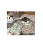 猫ちゃんスタンプ⭐️（個別スタンプ：8）