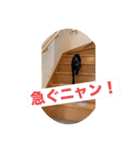 フィガロ＆チロル（個別スタンプ：5）