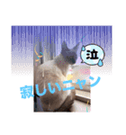フィガロ＆チロル（個別スタンプ：6）