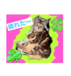フィガロ＆チロル（個別スタンプ：9）
