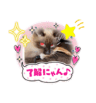 フィガロ＆チロル（個別スタンプ：10）
