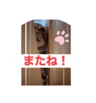 フィガロ＆チロル（個別スタンプ：12）