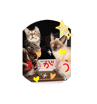フィガロ＆チロル（個別スタンプ：15）