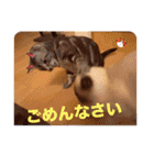 フィガロ＆チロル（個別スタンプ：23）