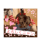 フィガロ＆チロル（個別スタンプ：24）