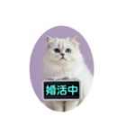 只今、取込中  ver1.2（個別スタンプ：34）