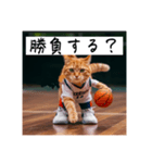 バスケ猫の勝負師 ver1.2（個別スタンプ：1）