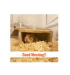 ゴルハムきんりん（個別スタンプ：1）