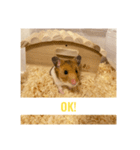 ゴルハムきんりん（個別スタンプ：4）