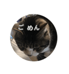 猫ちゃんスタンプ 3（個別スタンプ：1）