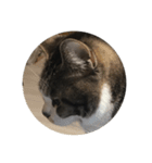 猫ちゃんスタンプ 3（個別スタンプ：4）