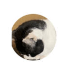 猫ちゃんスタンプ 3（個別スタンプ：5）