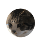 猫ちゃんスタンプ 3（個別スタンプ：6）