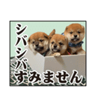 柴犬ダジャレ【豆柴 豆千代くん5】（個別スタンプ：4）